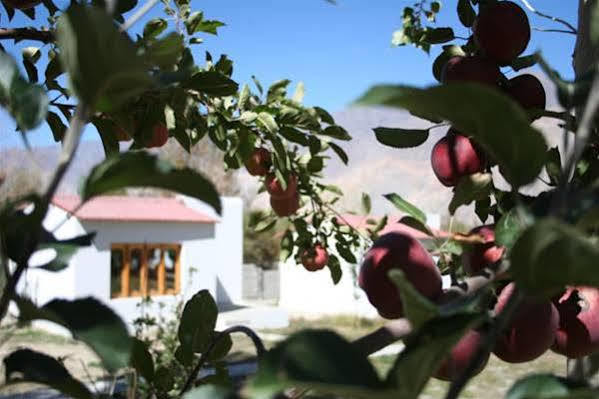 Himalayan Eco Resort Hundar Zewnętrze zdjęcie